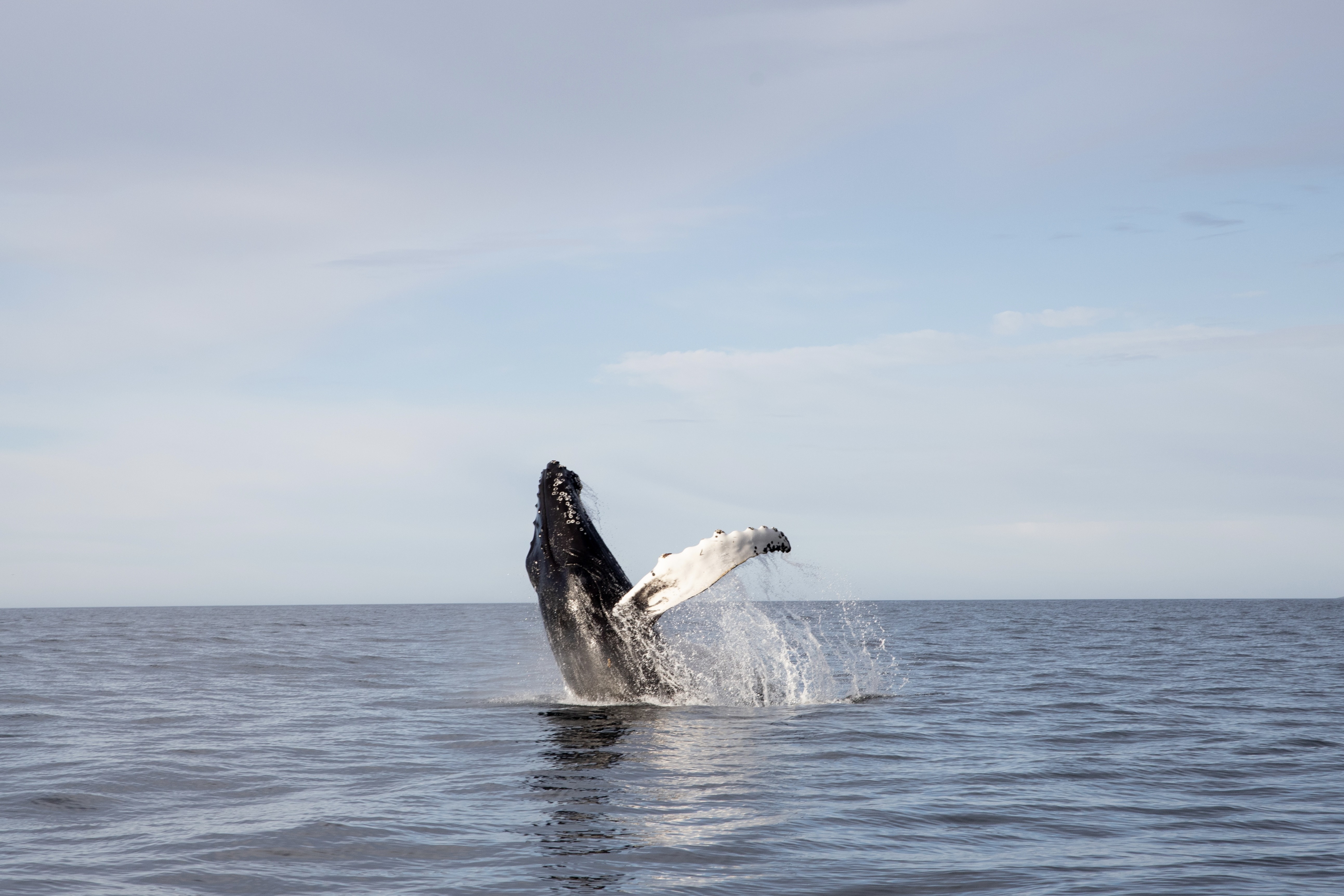 Териберка: морская прогулка