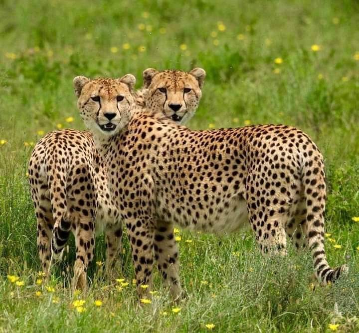 From Lakes to Savannah: 6 Days Naivasha, Bogoria, Nakuru & Masai Mara Safari