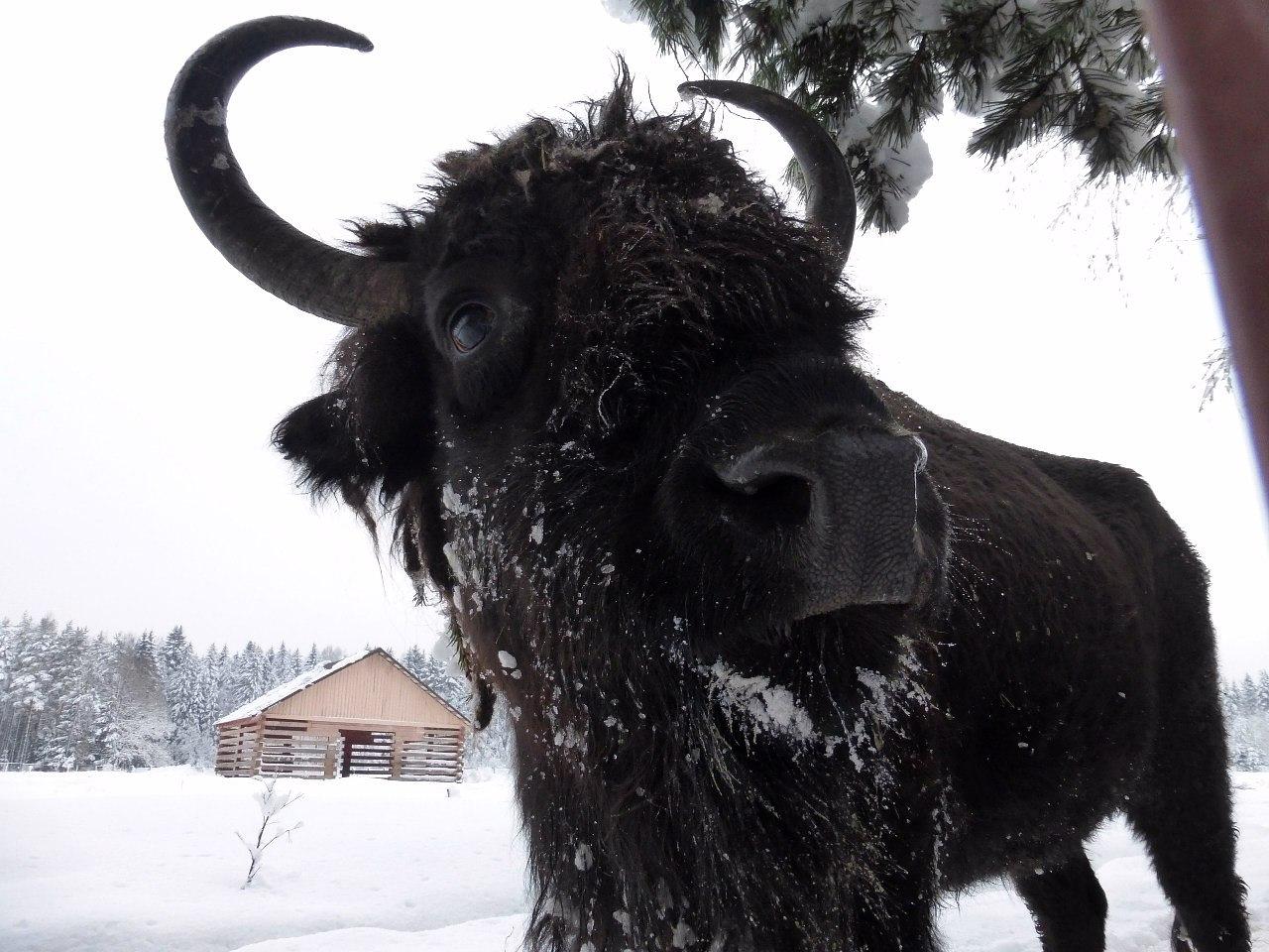 САНКТ-ПЕТЕРБУРГ: НОВОГОДНЕЕ ПУТЕШЕСТВИЕ К ЗУБРАМ!
