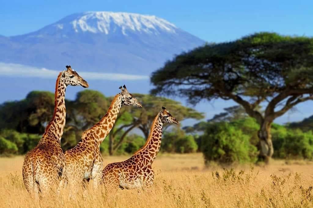 6 Days Masai Mara, Lake Nakuru & Amboseli Safari – Sopa Lodges Experience
