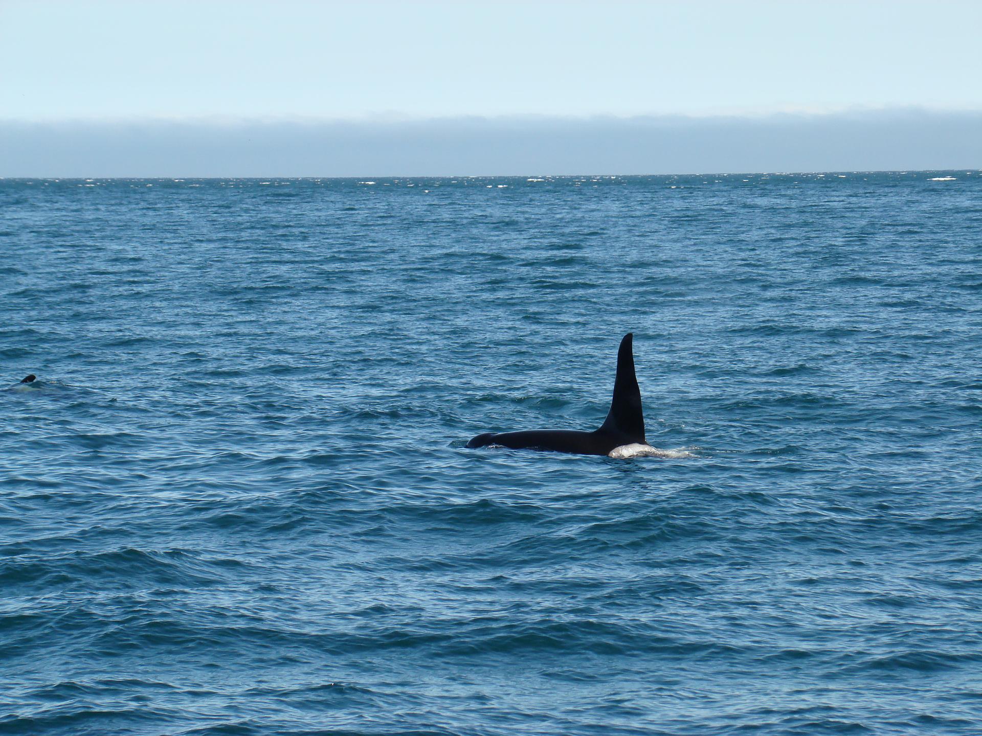 Морская прогулка в бухту Русская