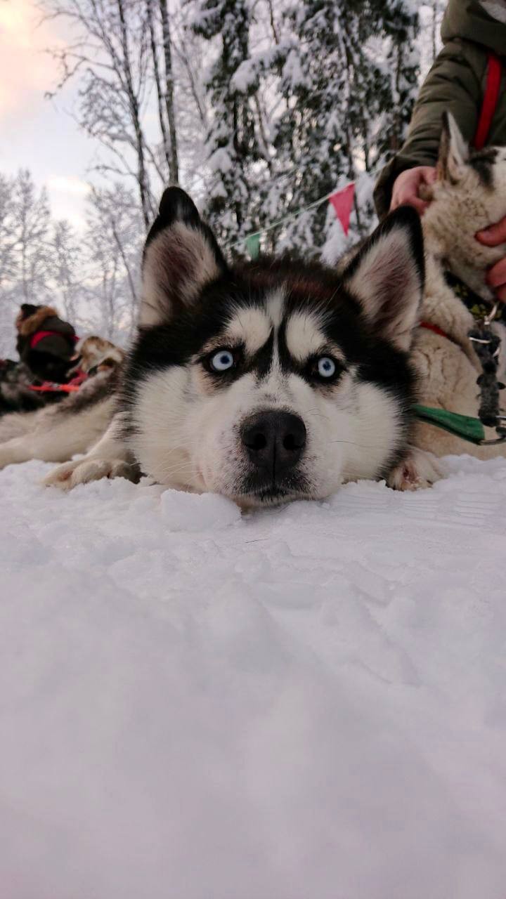 Новогодний Кольский  Новогодний Кольский