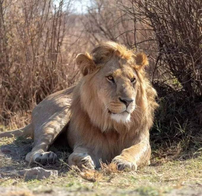 4 Days Masai Mara Group Safari – Budget Adventure from Nairobi