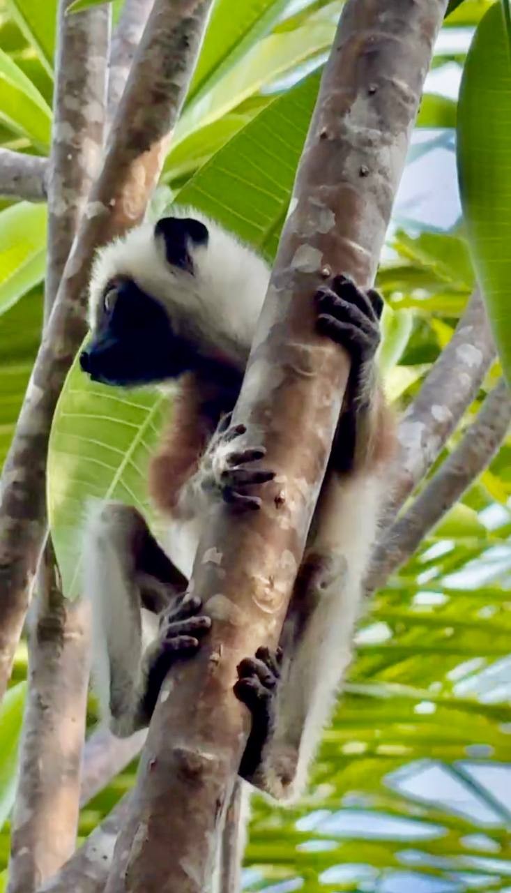 Экспедиция на Мадагаскар: Природа, культура и незабываемые встречи Экспедиция на Мадагаскар: Природа, культура и незабываемые встречи