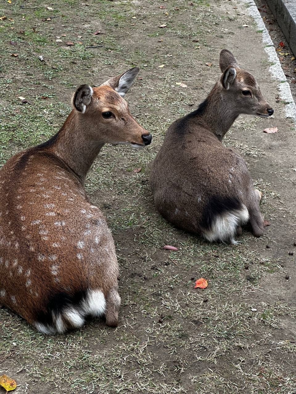 Невероятная Япония. Путь осознанного путешествия Невероятная Япония. Путь осознанного путешествия