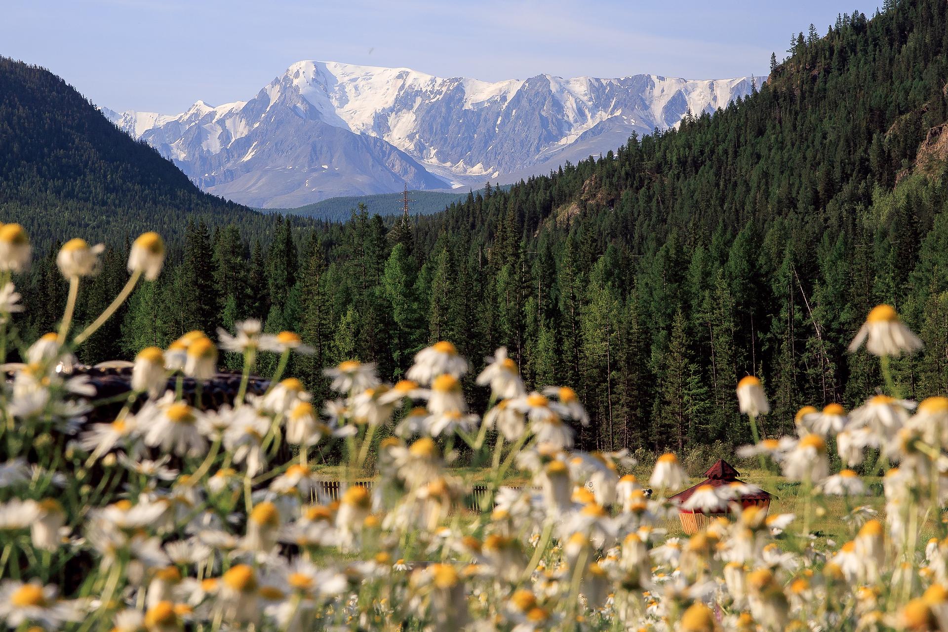 Тур "Цветущий Алтай"