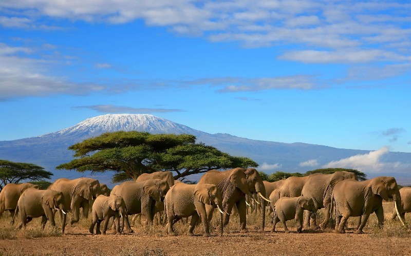 Explore Kenya’s Wild Beauty: 7-Day Samburu, Ol Pejeta, Nakuru & Amboseli Safari