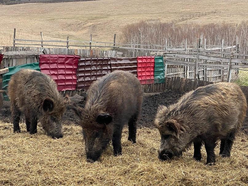 Вертолетная пещера и кабанья ферма