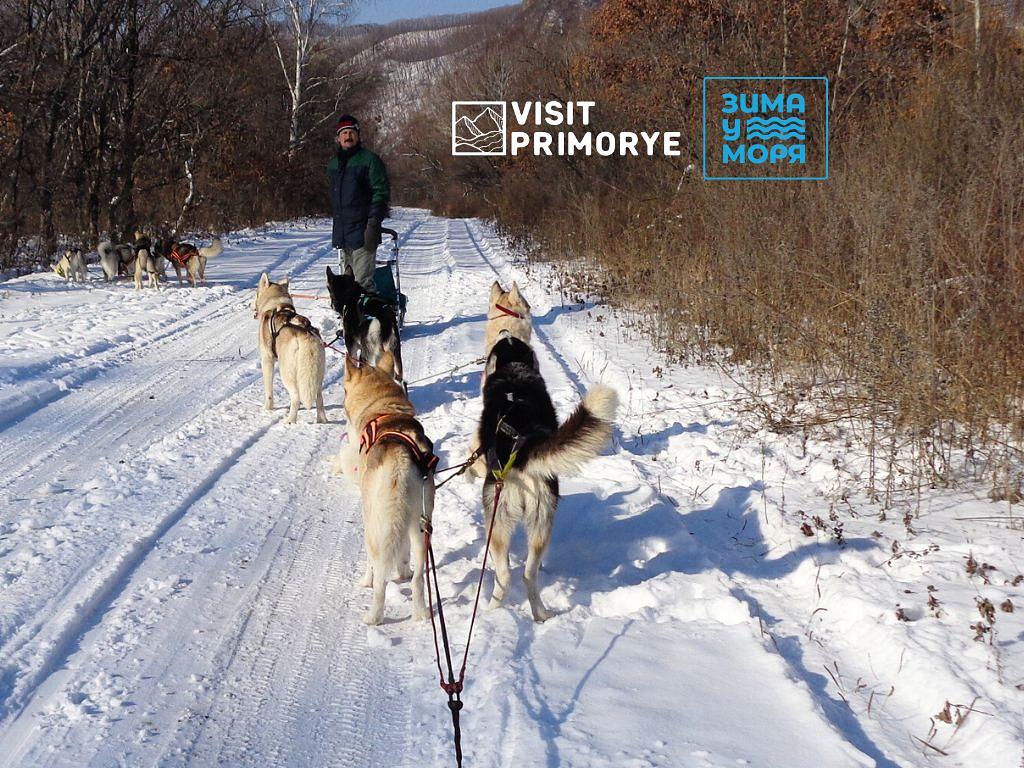 Снежные псы – хаски! (зимний фестиваль)