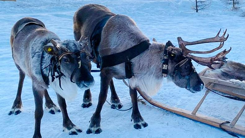 Тур «Югра: нефть, олени, биатлон», 5 дней