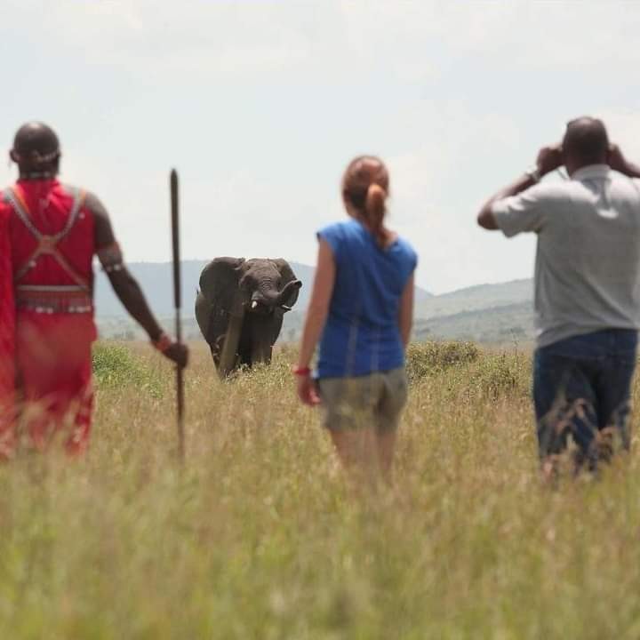 Samburu & Ol Pejeta Safari – 4 Days of Big Game Adventure