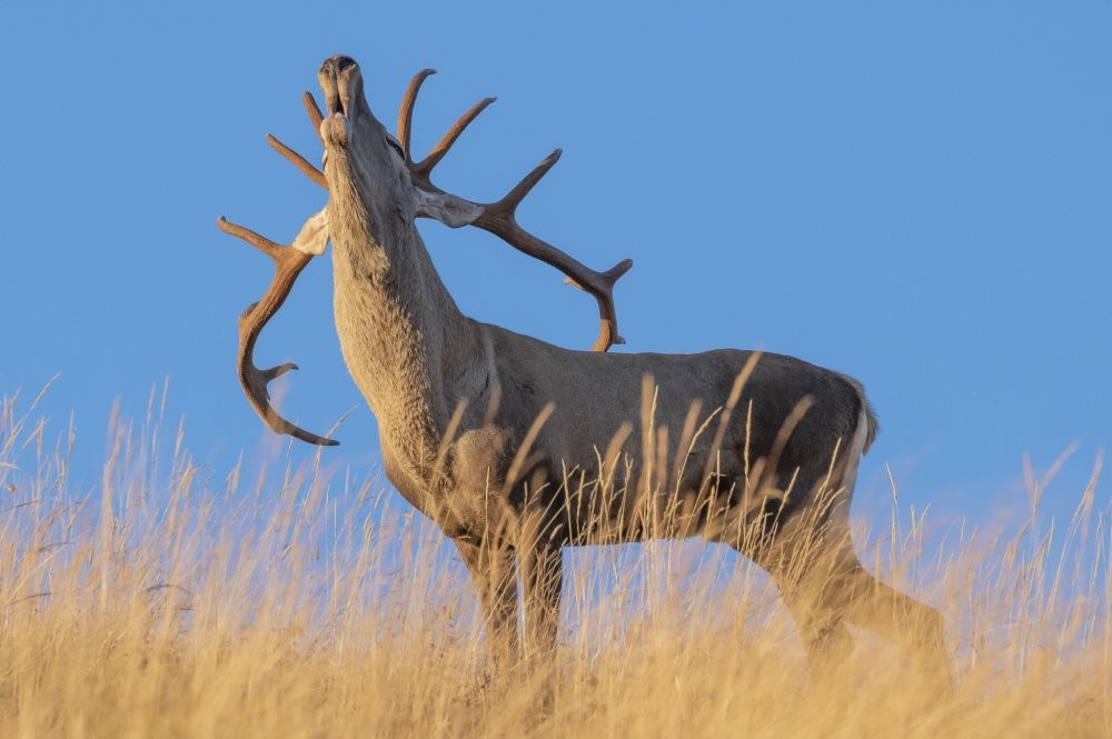 Кавказский государственный природный биосферный заповедник имени Х.Г.Шапошникова