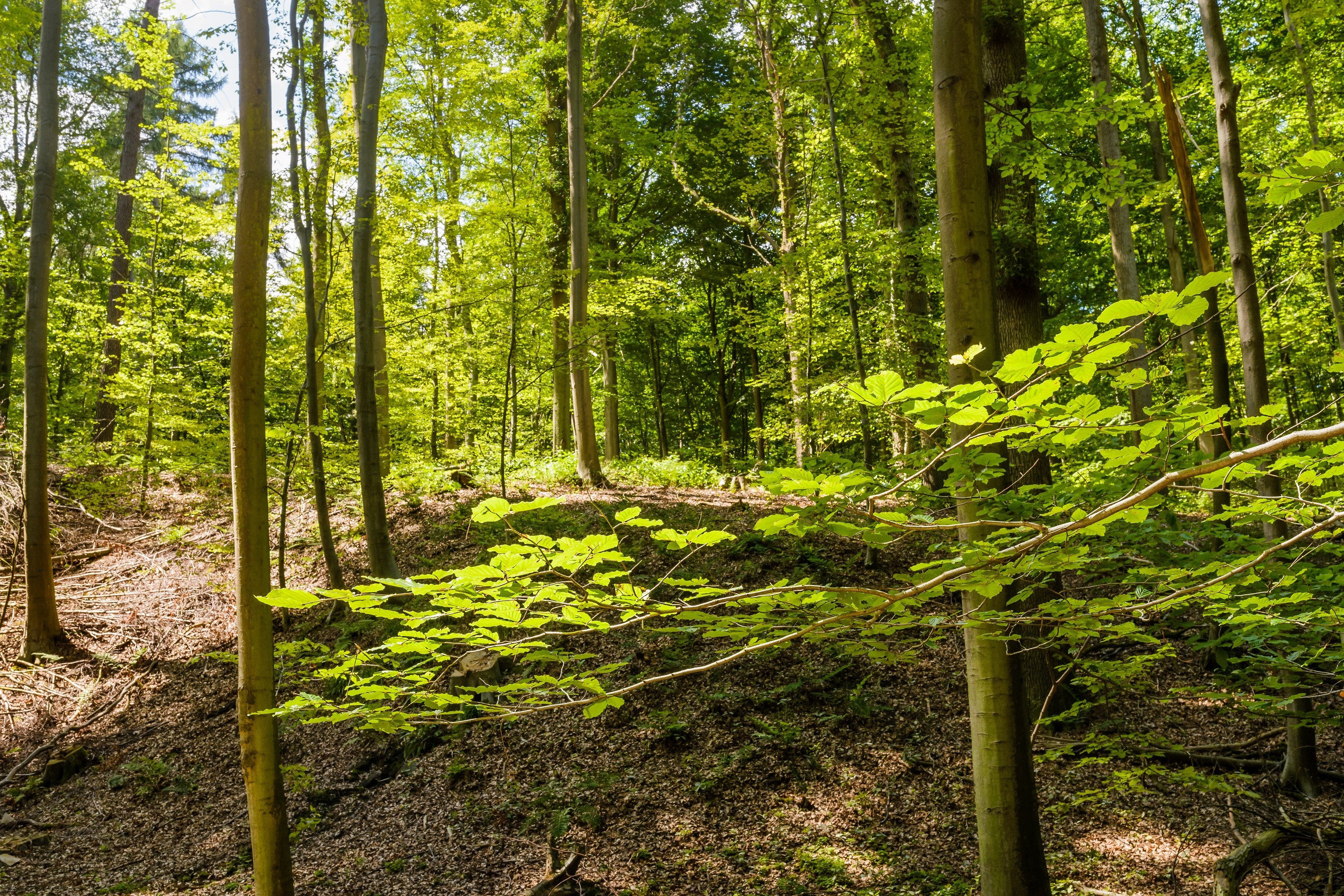 Сонский лес