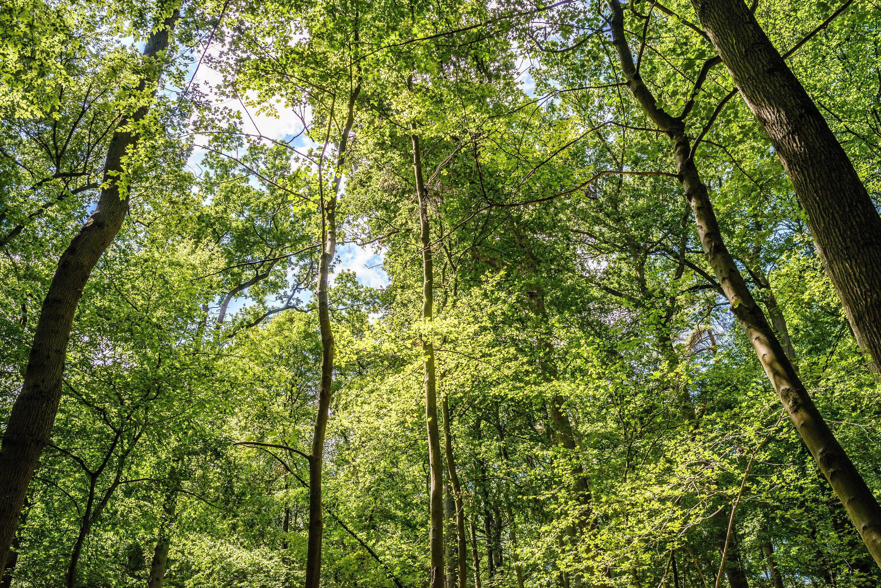 Сонский лес
