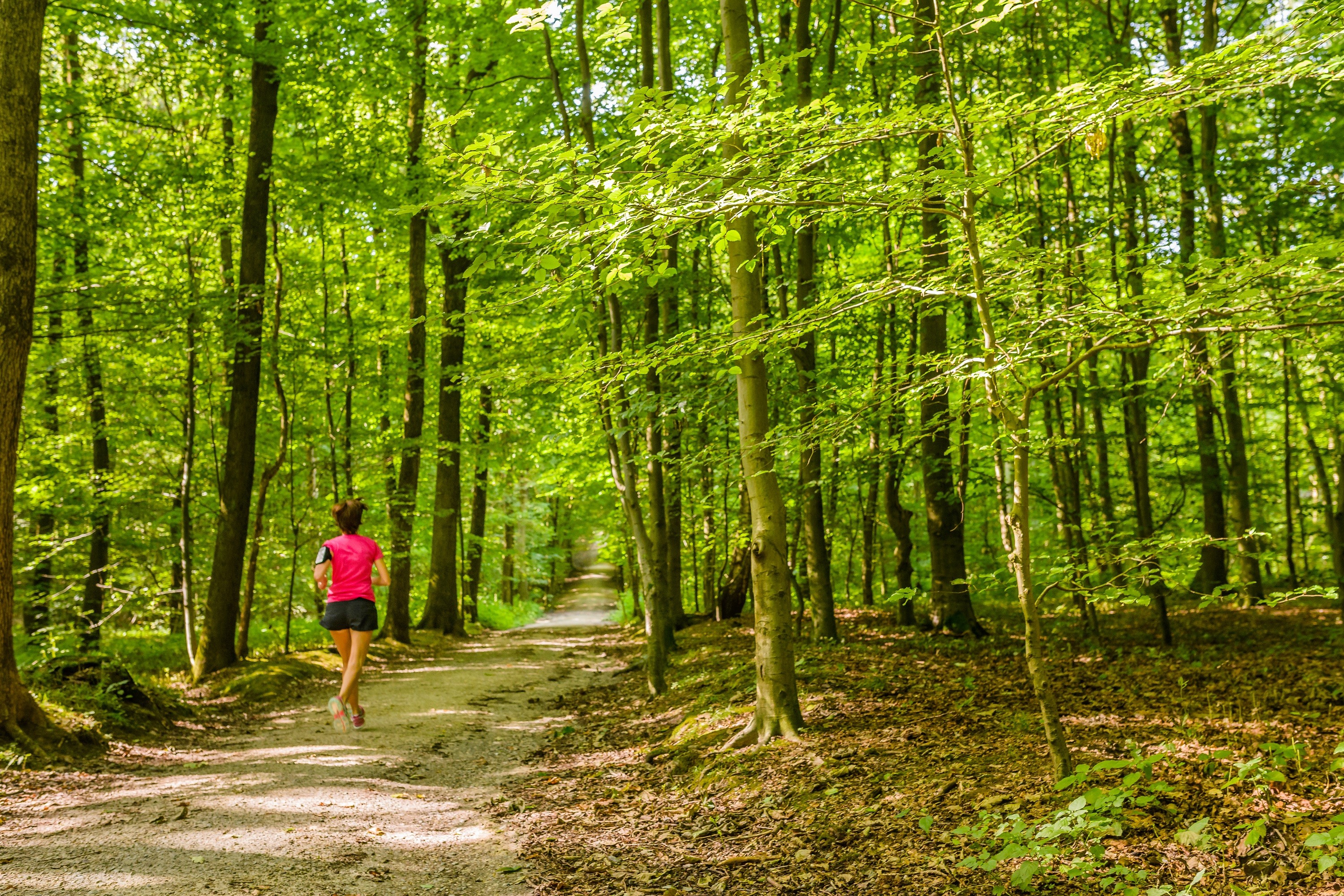 Сонский лес
