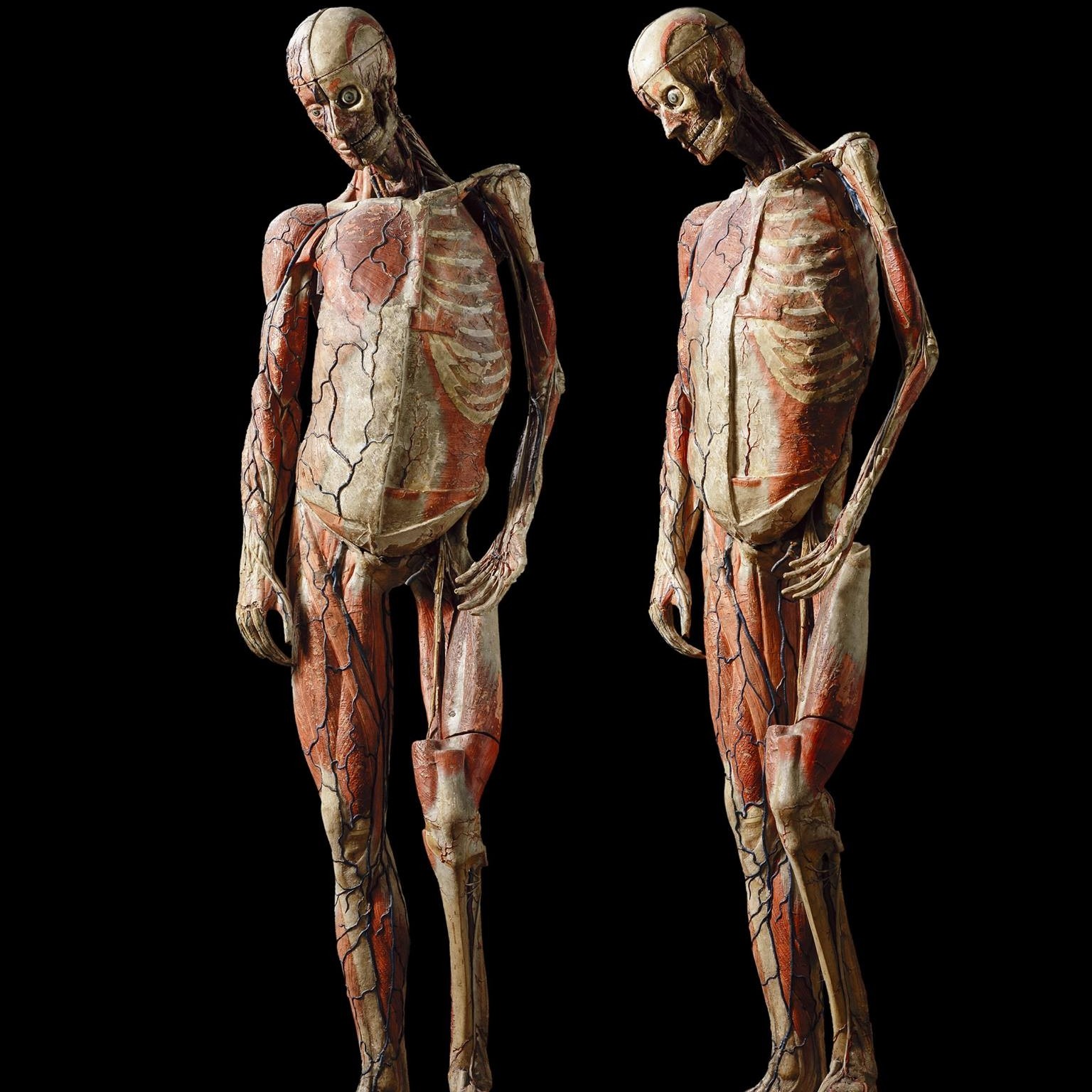 Музей медицины (ULB)