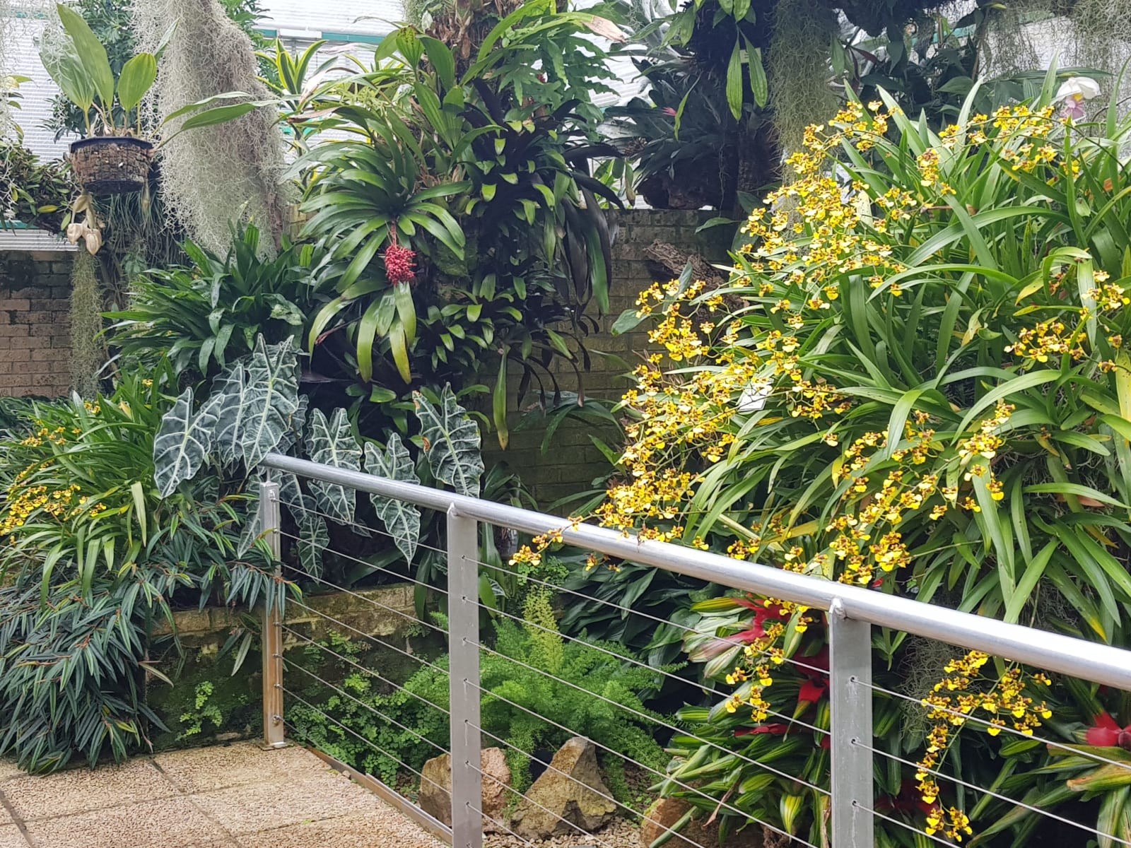 Фонд орхидей Эрика Янга