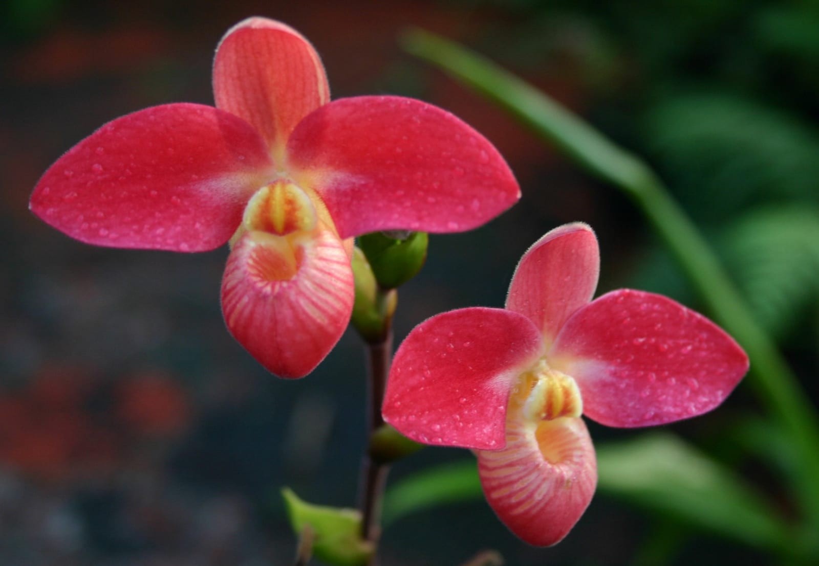 Фонд орхидей Эрика Янга