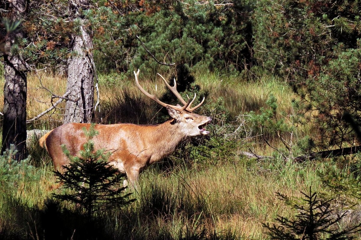 Национальный парк Шварцвальд