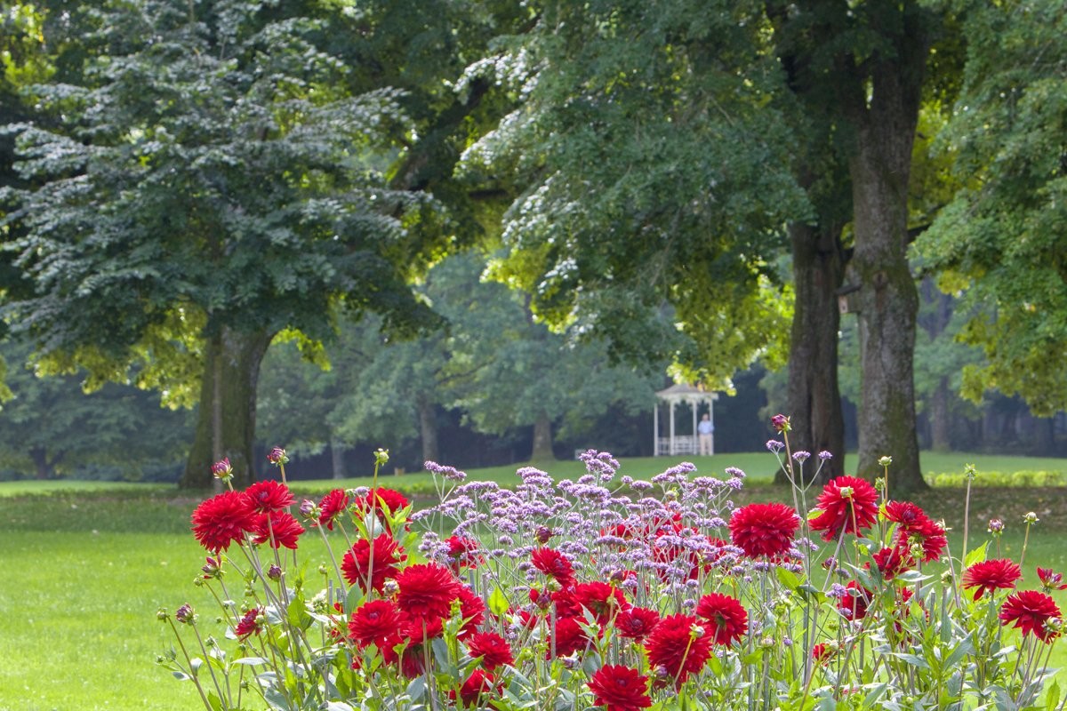 Сад Георгинов
