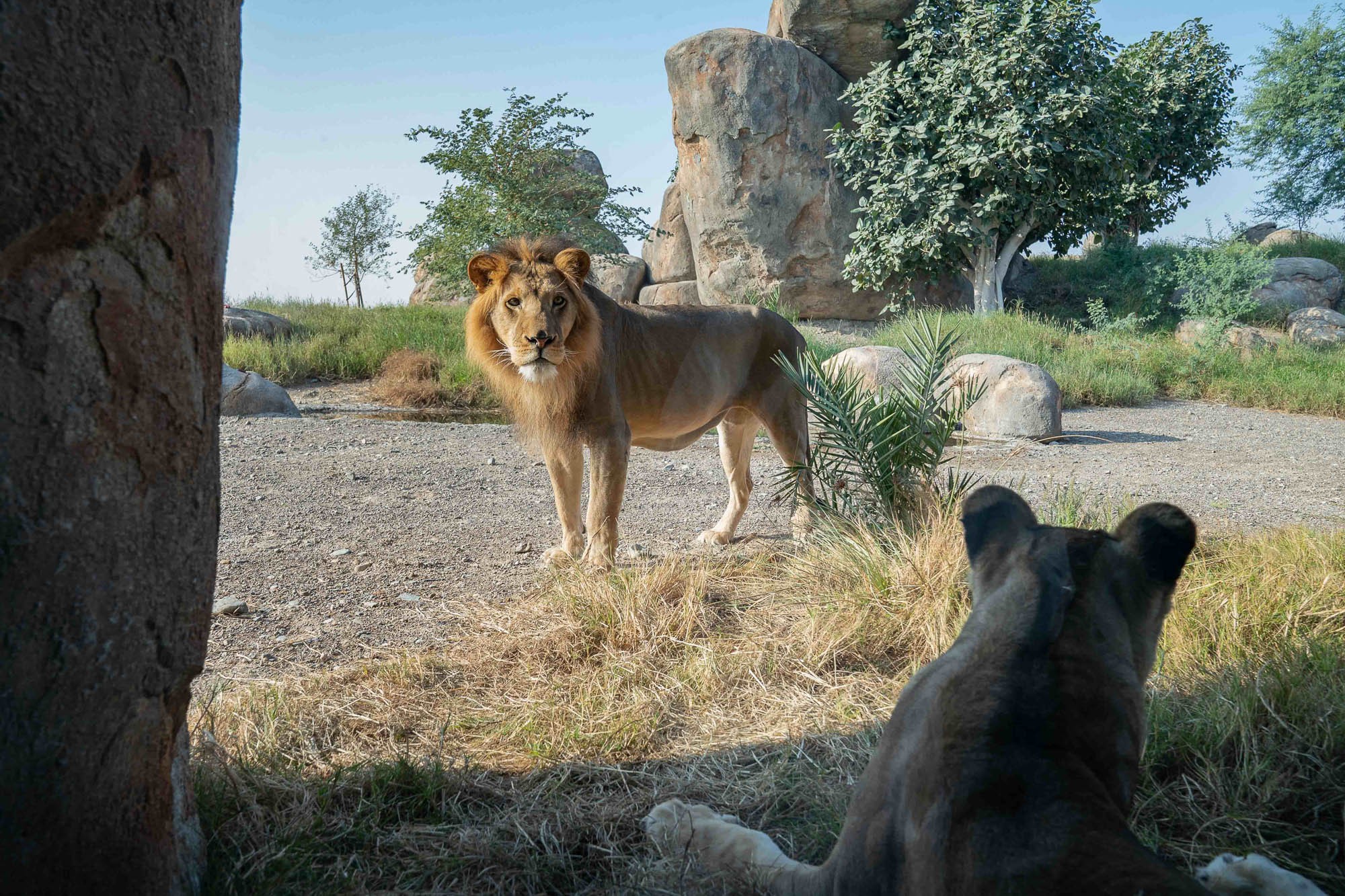 Центр дикой природы Аравии