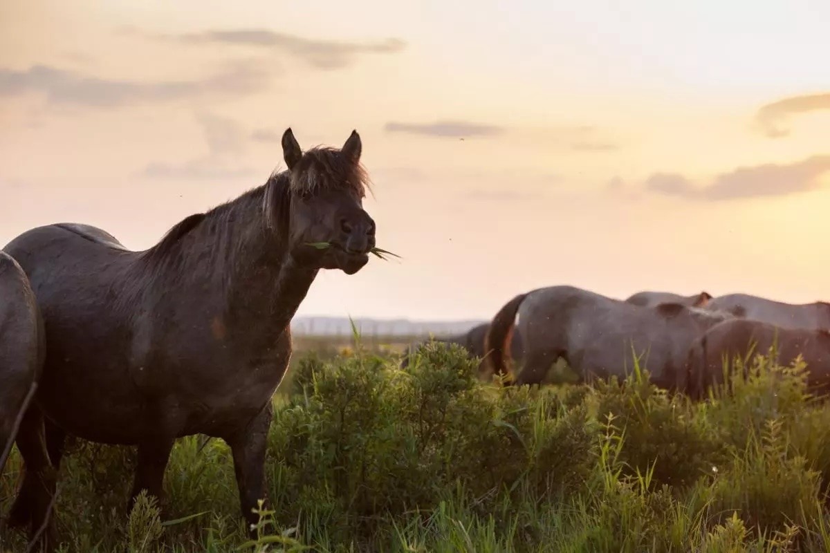 Природный парк Папе