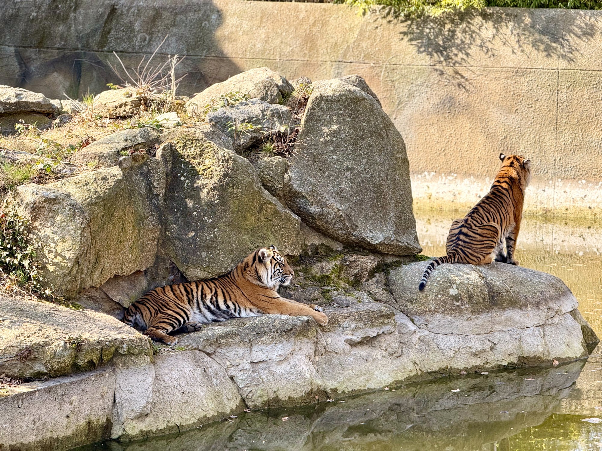 Берлинский зоопарк