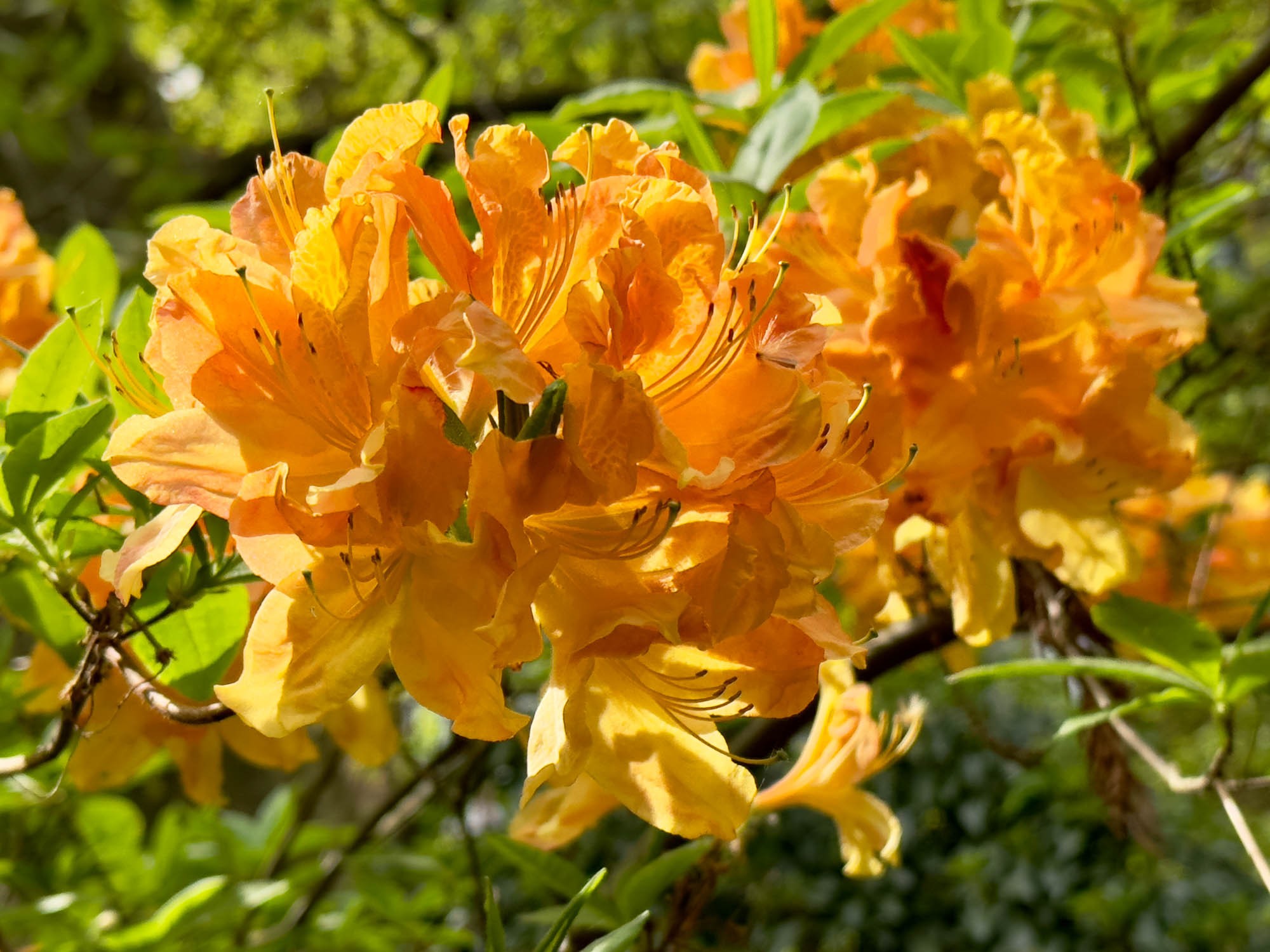 Ботанический сад Вроцлавского университета