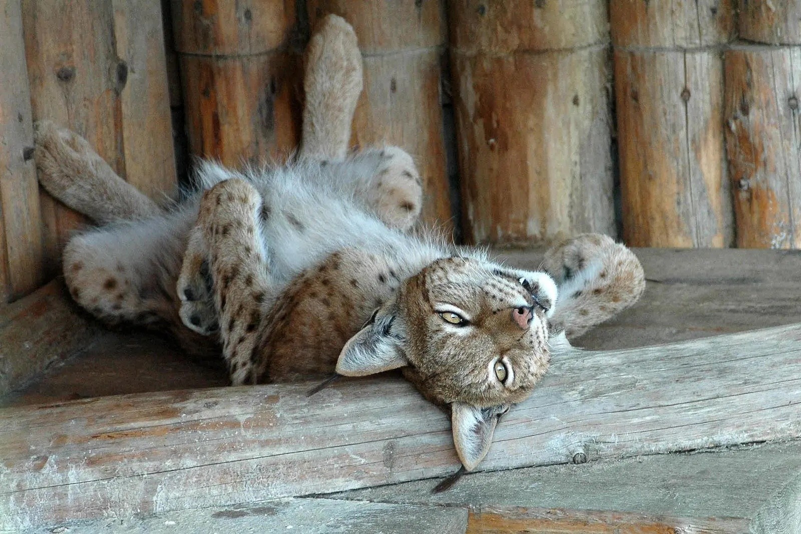 Филиал Рижского зоопарка «Цирули»