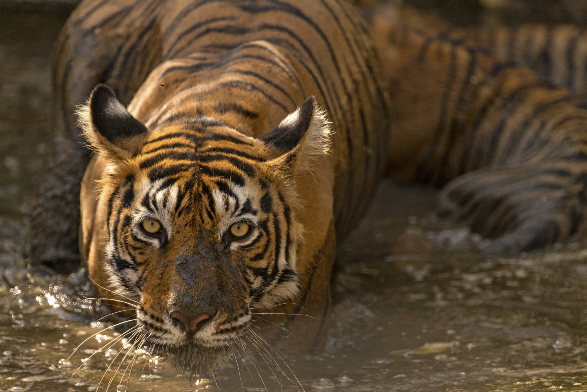 Национальный парк Рантхамбор