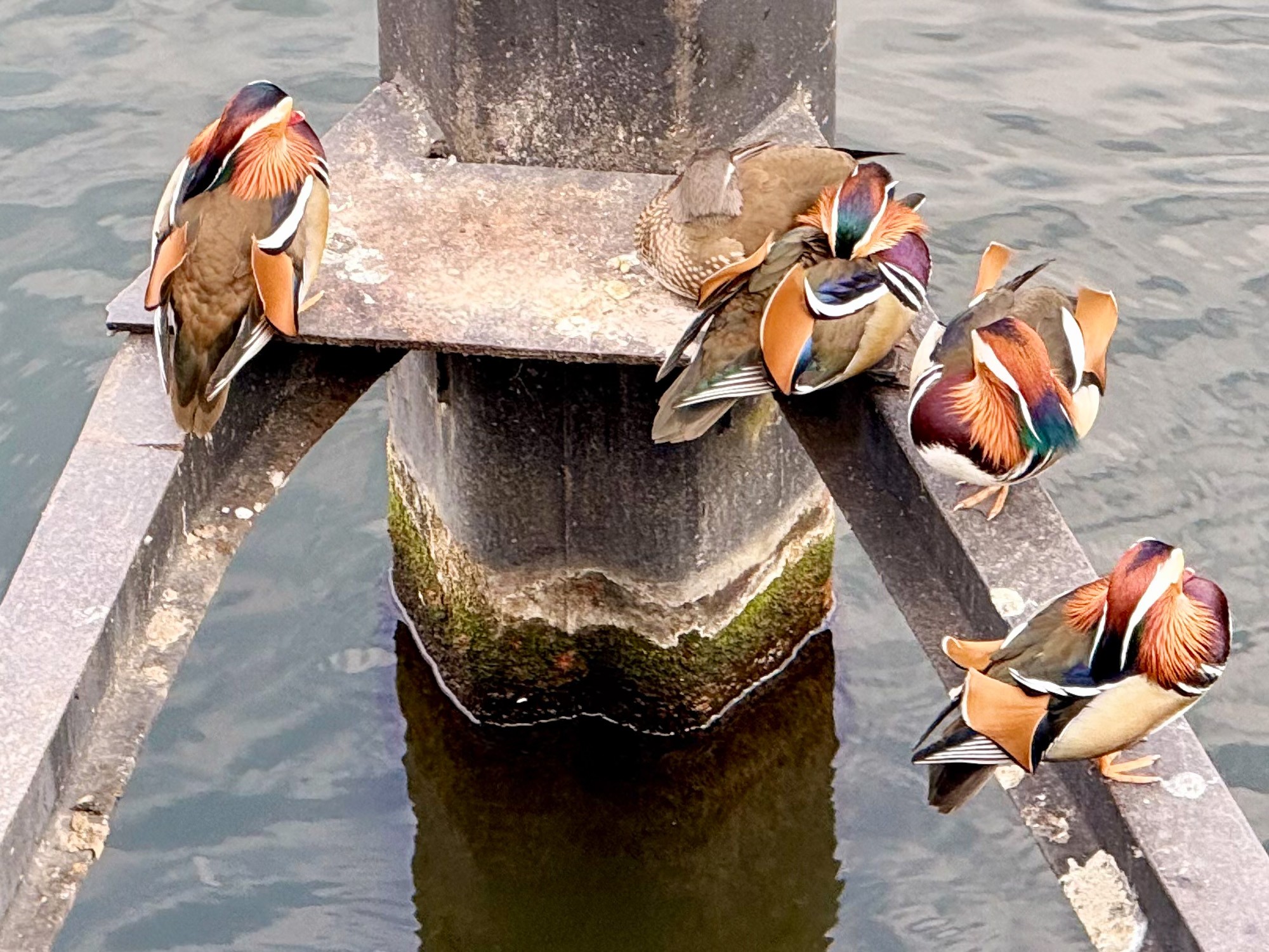 Большой Тиргартен