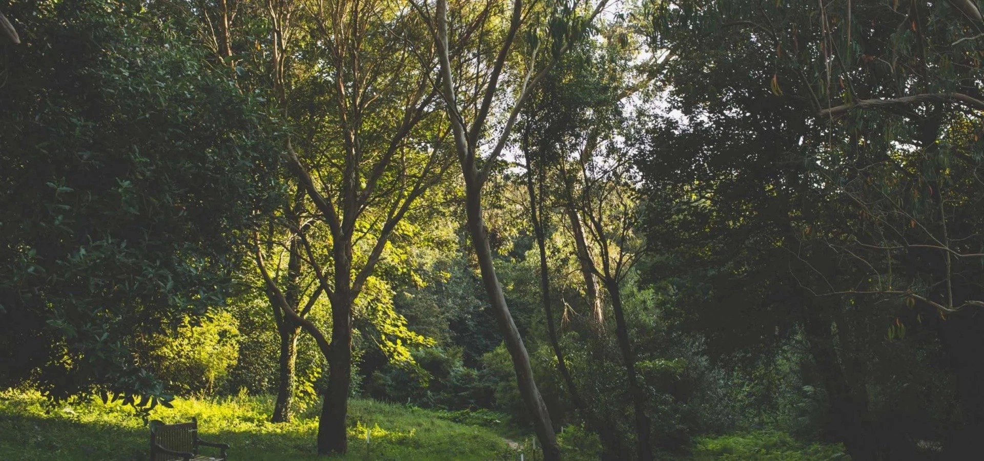 Дикий и красивый Джерси фото