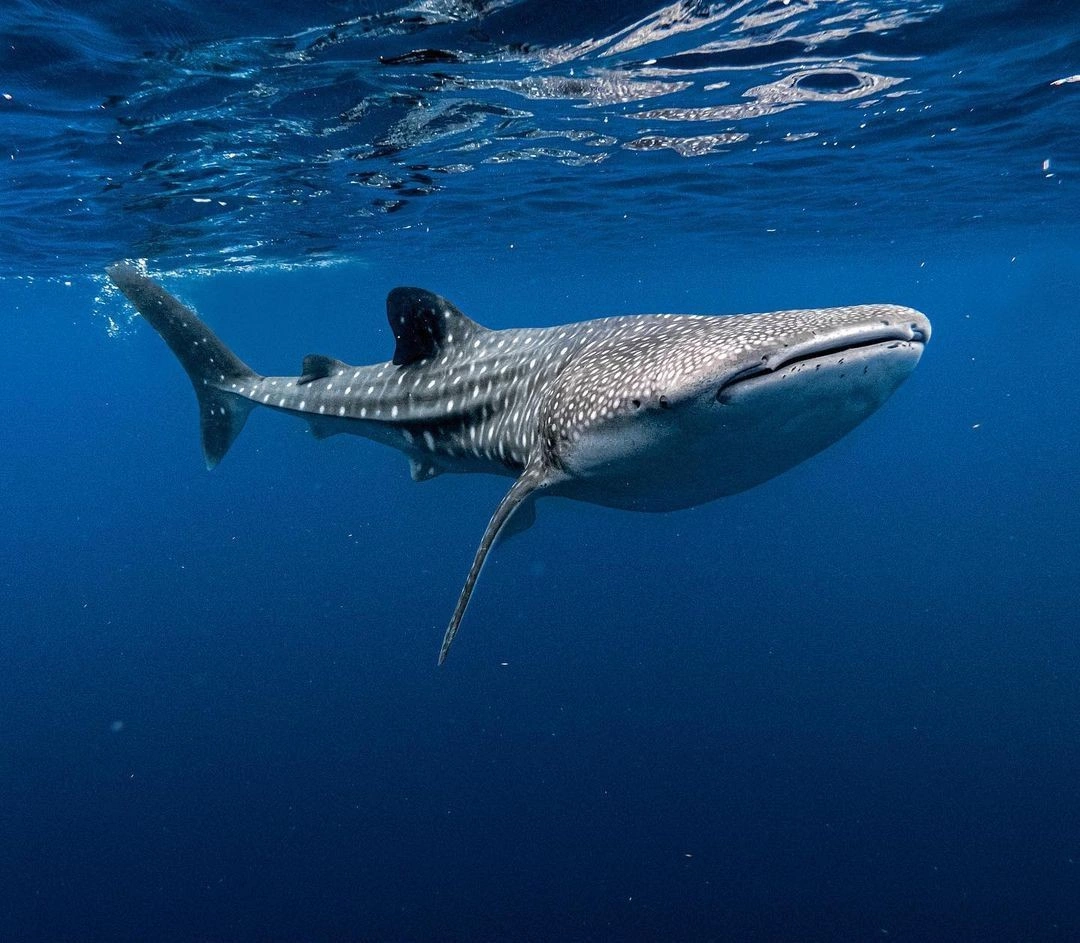 Плавание с китовыми акулами на Мальдивах