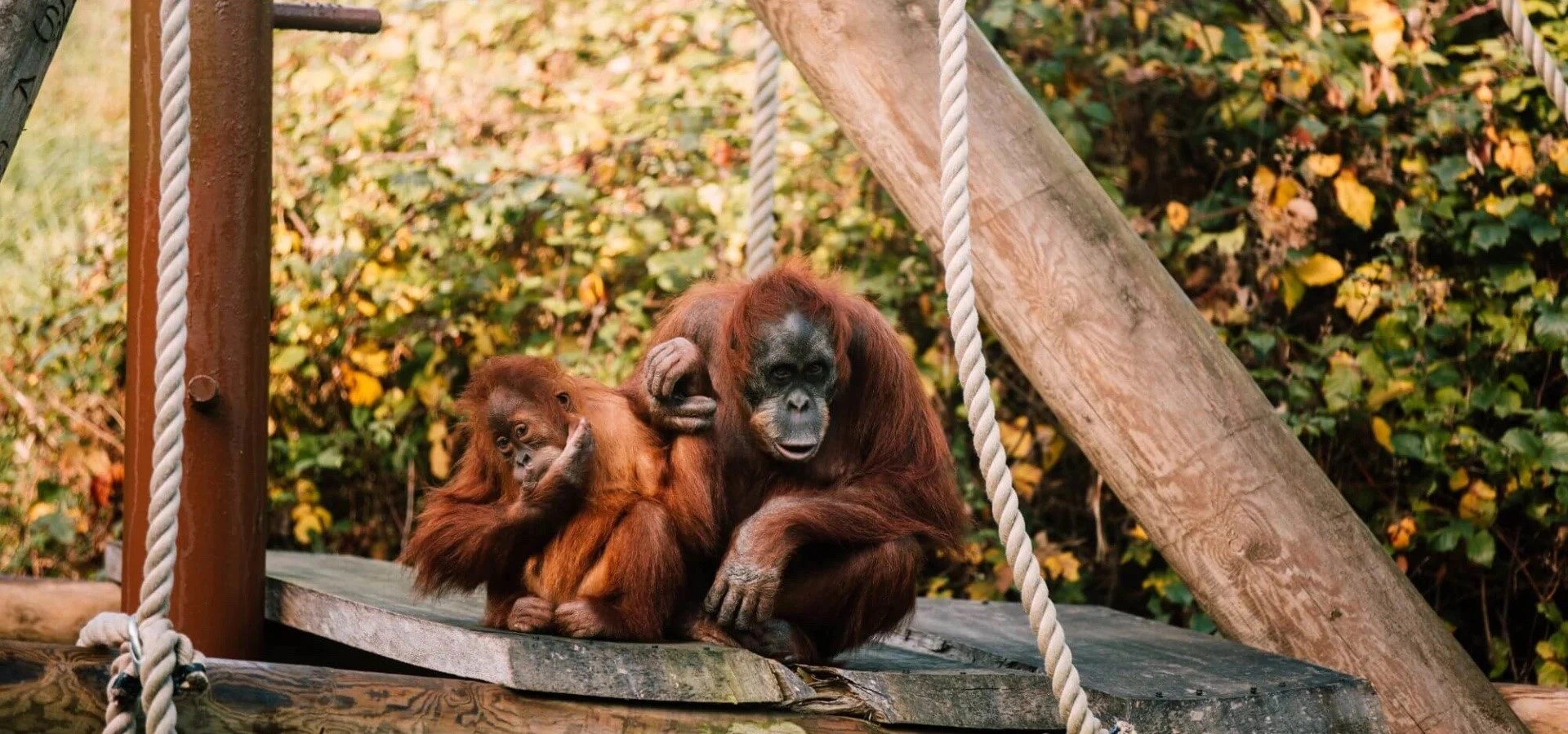 Зоопарк Джерси