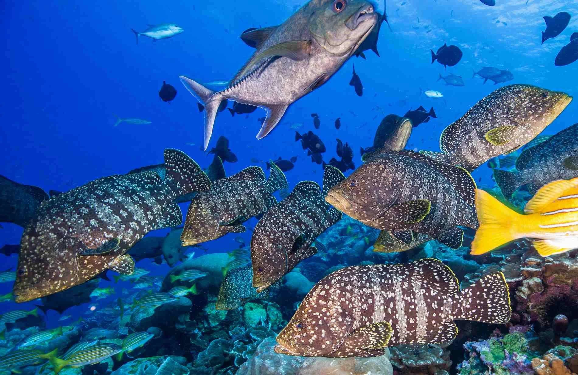 о.Клиппертон