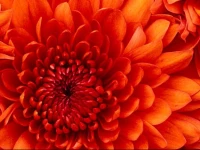 Apartamentos Borizu Playa