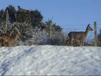 Ferndale Bed and Breakfast 3*