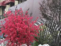 Jiangbeizui Boutique Apartment - Chongqing