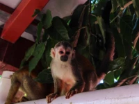 Villa Manuel Antonio 4*