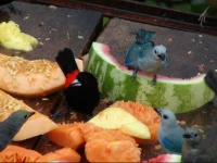 Hummingbird Nest B&B