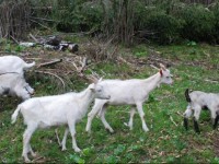 Farm Stay Dolinar Krainer