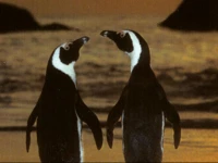 Penguinden Accommodation and Apartments 4*