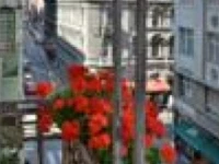 Cat and Co Guesthouse