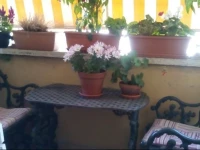 Rosas Penthouse Ponte Milvio