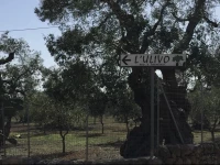 LUlivo Bed and Breakfast