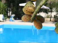 Romantico Cottage Con Piscina In Masseria Del 400