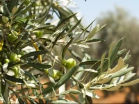 Agriturismo Il Piccolo Borgo