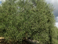 Agriturismo Podere Santa Maria