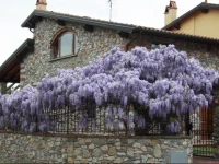 B&B Pietra E Glicine