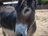 Agriturismo Mazzalupo